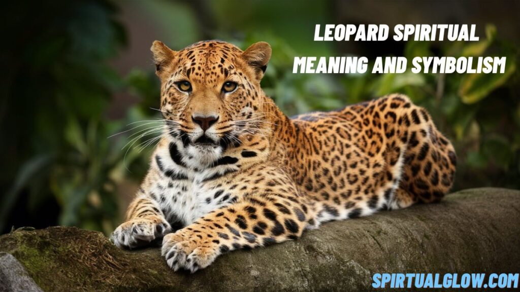 leopard spiritual meaning and symbolism