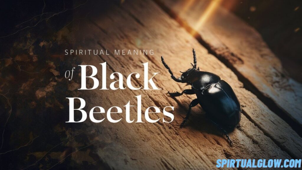 spiritual meaning of black beetles