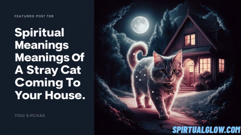 spiritual-meanings-of-a-stray-cat-coming-to-your-house