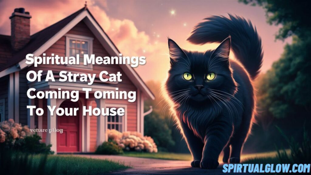 spiritual-meanings-of-a-stray-cat-coming-to-your-house