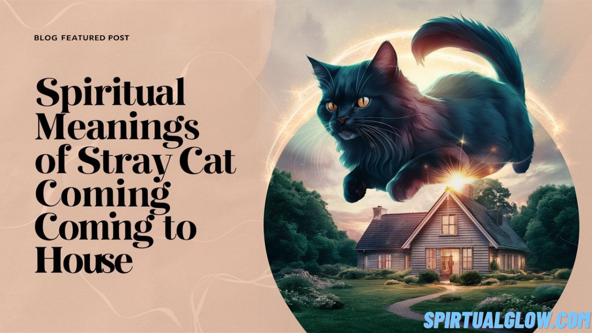 spiritual-meanings-of-a-stray-cat-coming-to-your-house